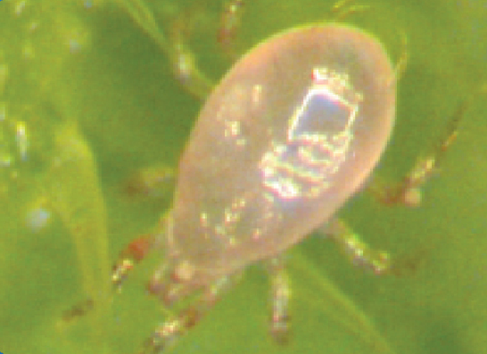 Amblyseius swirskii - Control - Whitefly, Thrips, Broad Mites