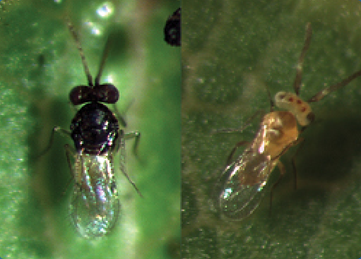 GrowersHouse Encarsia formosa/Eretmocerus eremicus - Control - Whitefly