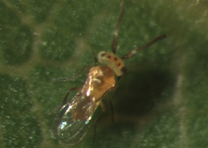GrowersHouse Eretmocerus eremicus - Control - Whitefly