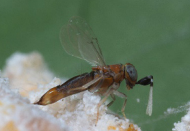 GrowersHouse Anagyrus vladimiri (CA only) - Control Mealybugs