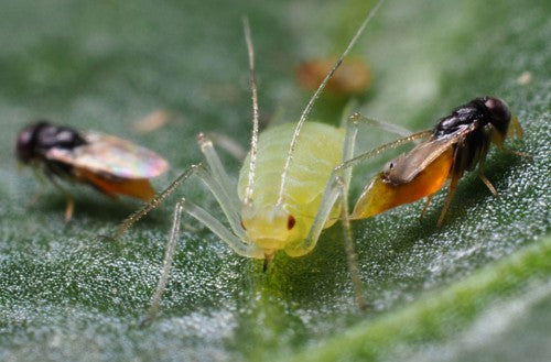 GrowersHouse Aphelinus abdominalis - Control - Aphid