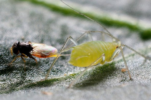 GrowersHouse Aphelinus abdominalis - Control - Aphid