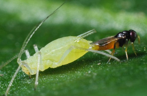 GrowersHouse Aphelinus abdominalis - Control - Aphid
