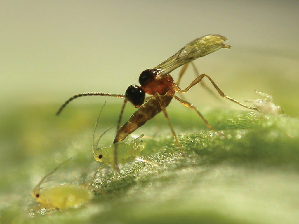 GrowersHouse Aphidius matricariae - Control - Aphid