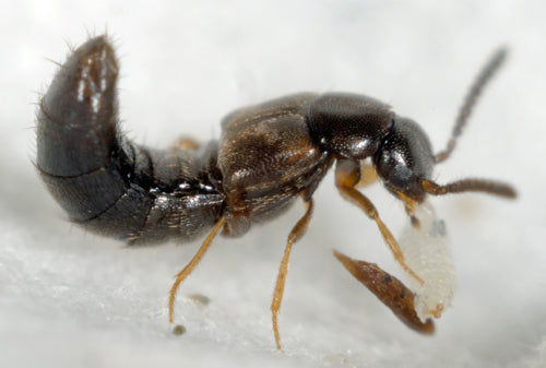 GrowersHouse Dalotia (Atheta) coriaria [Rove beetles] - Control - Fungus Gnat, Shore Fly, Thrips pupae