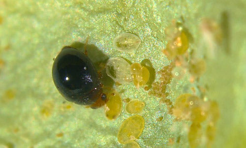 GrowersHouse Delphastus catalinae - Control - Whitefly