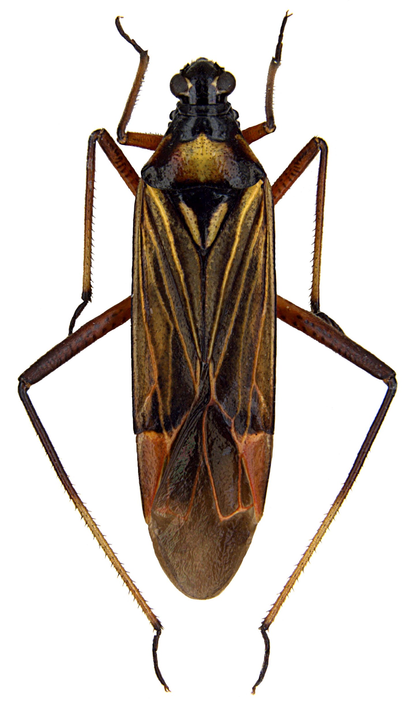 GrowersHouse Dicyphus hesperus - Control - Whitefly