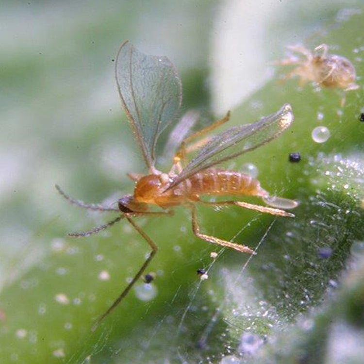 GrowersHouse Feltiella acarisuga (Therodiplosis persicae) - Beneficial Insects - Control - Two Spotted Spider Mite
