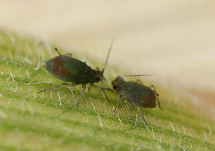 GrowersHouse Rhopalosiphum padi - Control - Aphid
