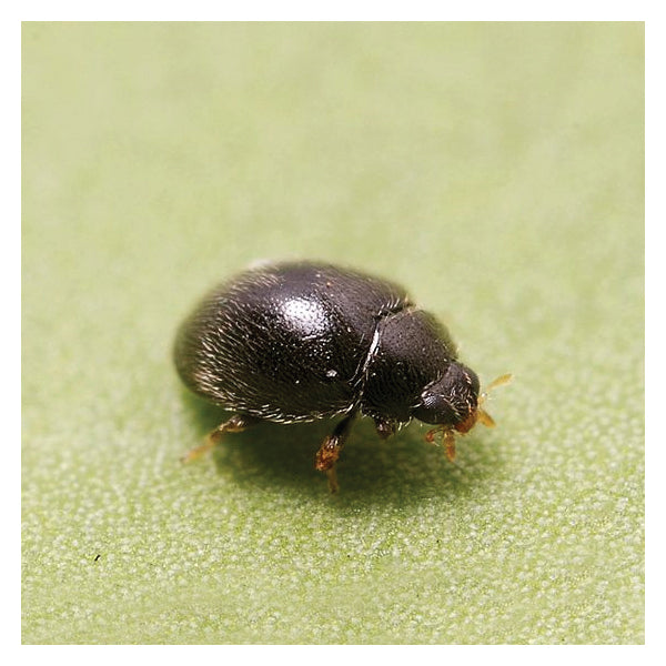 GrowersHouse Stethorus punctillum - Control - Two Spotted Spider Mite