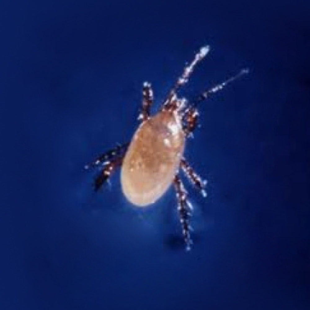 Stratiolaelaps scimitus (Hypoaspis miles)