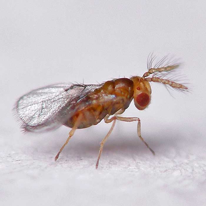 GrowersHouse Trichogramma brassicae - Control - Looper, Caterpillar