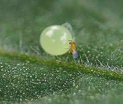 Mix of all Trichogramma species/card - Control - Looper, Caterpillar
