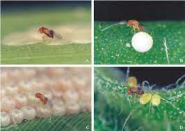 Mix of all Trichogramma species/card - Control - Looper, Caterpillar