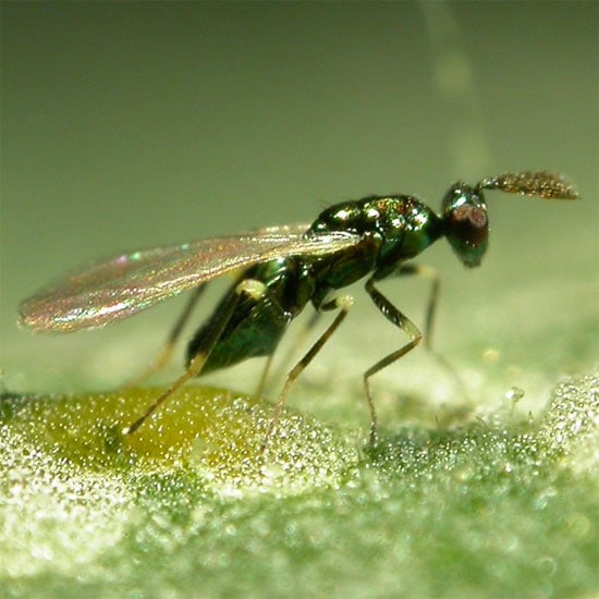GrowersHouse Diglyphus isaea - Beneficial Insects - Control - Leafminer