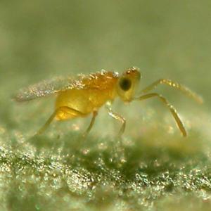 GrowersHouse Encarsia formosa/Eretmocerus eremicus - Control - Whitefly