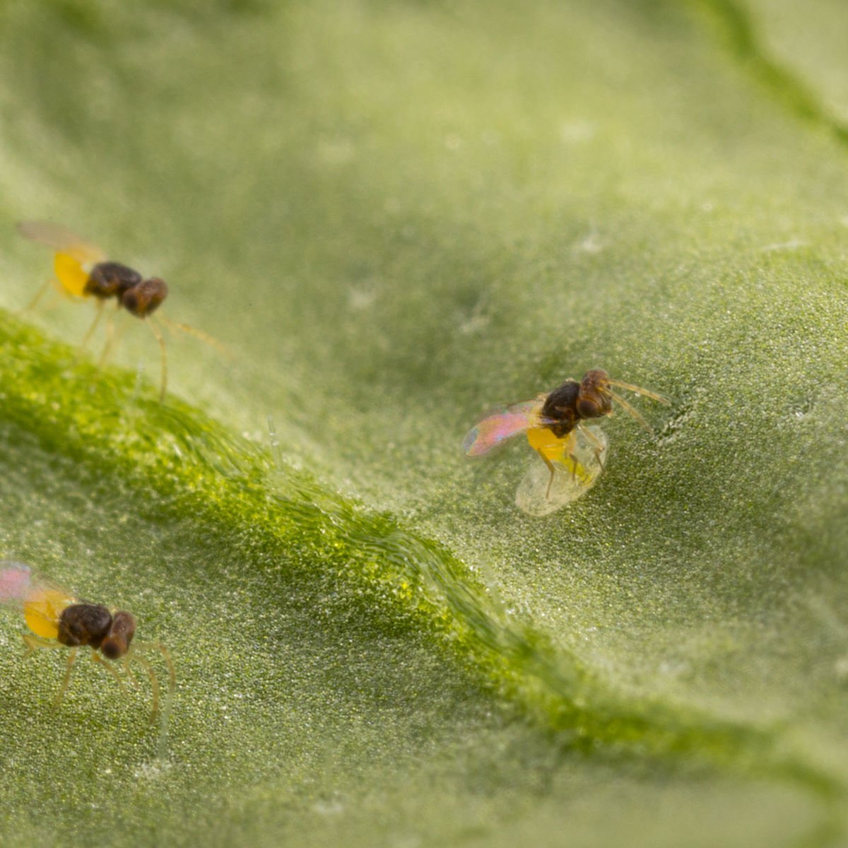 Encarsia formosa/Eretmocerus eremicus - Control - Whitefly