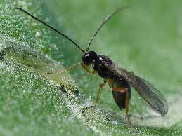 GrowersHouse Dacnusa sibirica - Control Leaf Miners