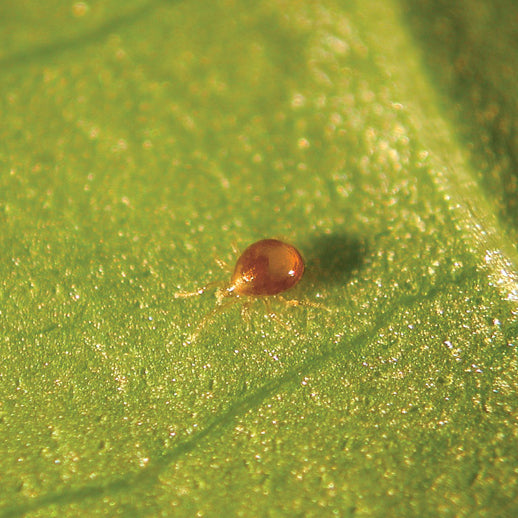 GrowersHouse Amblyseius degenerans -  Control Thrips