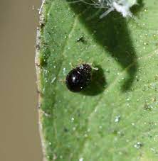 GrowersHouse Delphastus pusillus - Control Whiteflies