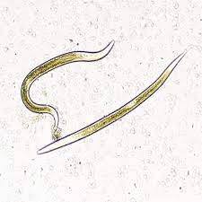 GrowersHouse S.carpocapsae, H. bacteriophora mix - Control Grubs and Root maggots