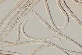 Nematodes NEMAforce SC/HB S.carpocapsae, H. bacteriophora mix
