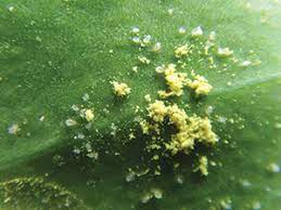GrowersHouse Nutrimite - Pollen mite food