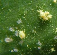 GrowersHouse Nutrimite - Pollen mite food