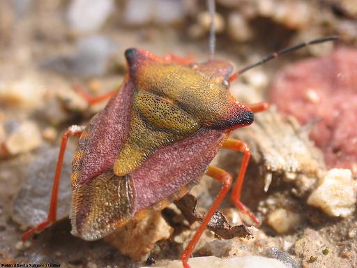 GrowersHouse Podisus maculiventris - Control - Looper, Caterpillar
