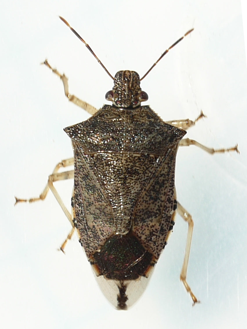 GrowersHouse Podisus maculiventris - Control - Looper, Caterpillar