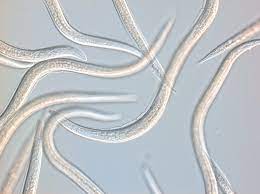 GrowersHouse S.carpocapsae, H. bacteriophora mix - Control Grubs and Root maggots