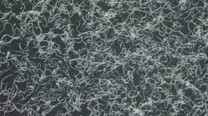 Nematodes NEMAforce SK Steinernema kraussei - For Vine weevil larvae