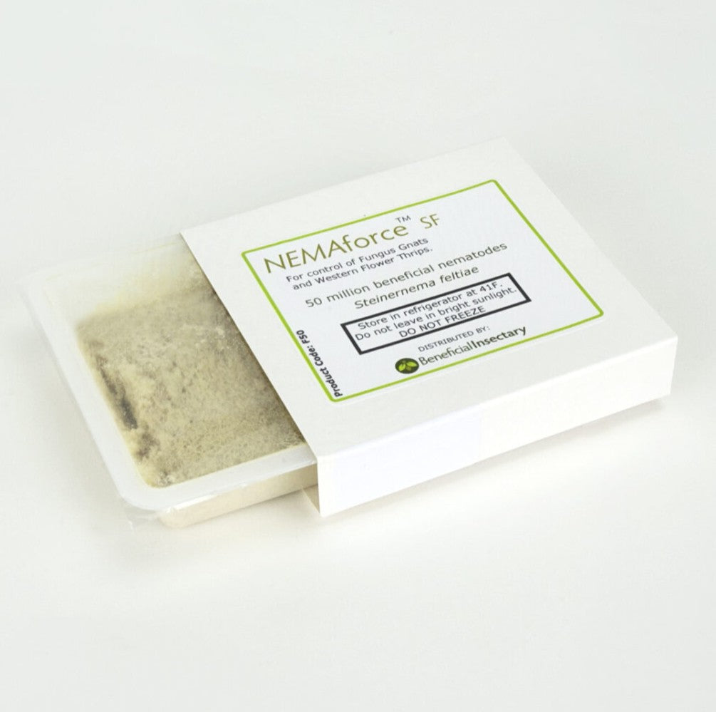 Nematodes NEMAforce™ SF Steinernema feltiae (NemaShield Sf Invivo) - Control - Fungus Gnat, Shore Fly, Thrips pupae