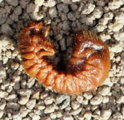 Nematodes NEMAforce HB Heterorhabditis bacteriophora