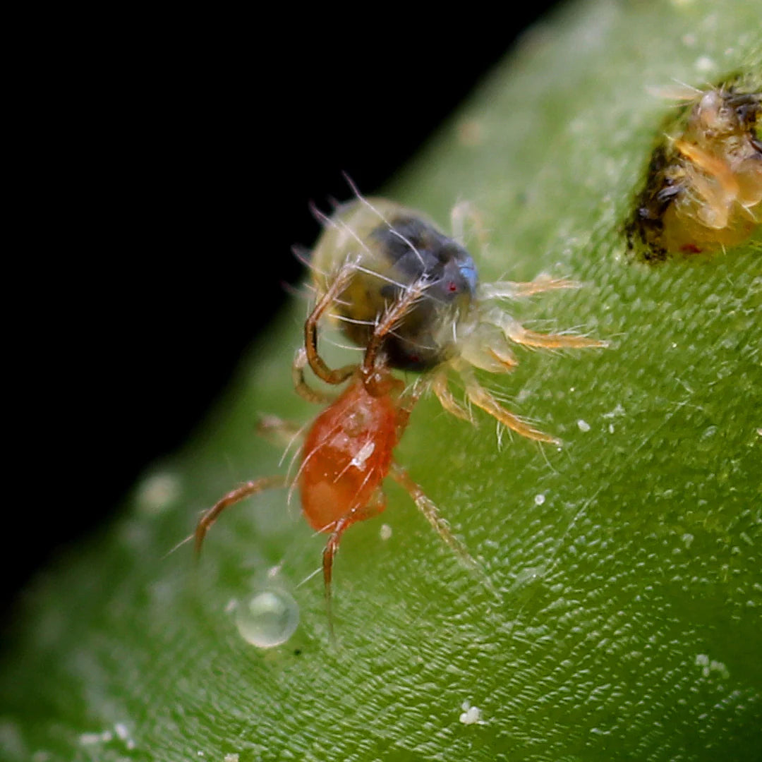 Phytoseiulus persimilis - Control - Two Spotted Spider Mite