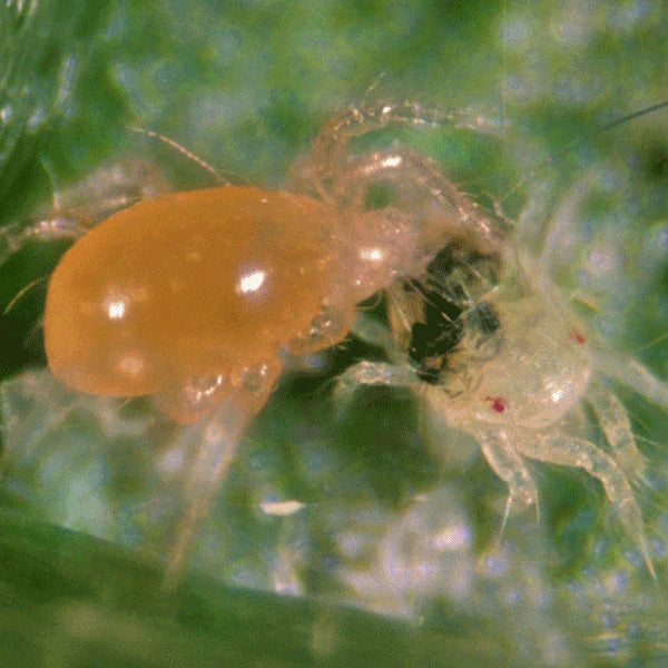 GrowersHouse Phytoseiulus persimilis - Beneficial Insects - Control - Two Spotted Spider Mite