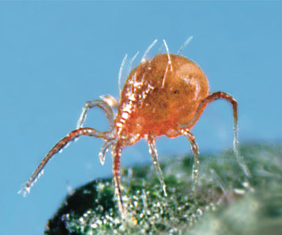 GrowersHouse Phytoseiulus persimilis - Beneficial Insects - Control - Two Spotted Spider Mite