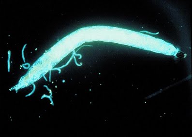 Nematodes NEMAforce SF Steinernema feltiae