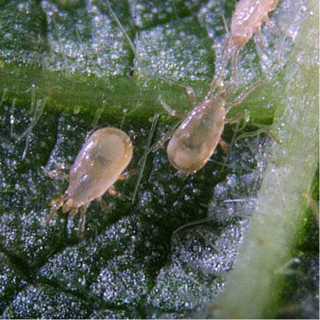 GrowersHouse Amblyseius (Neoseiulus) cucumeris - Control - Thrips