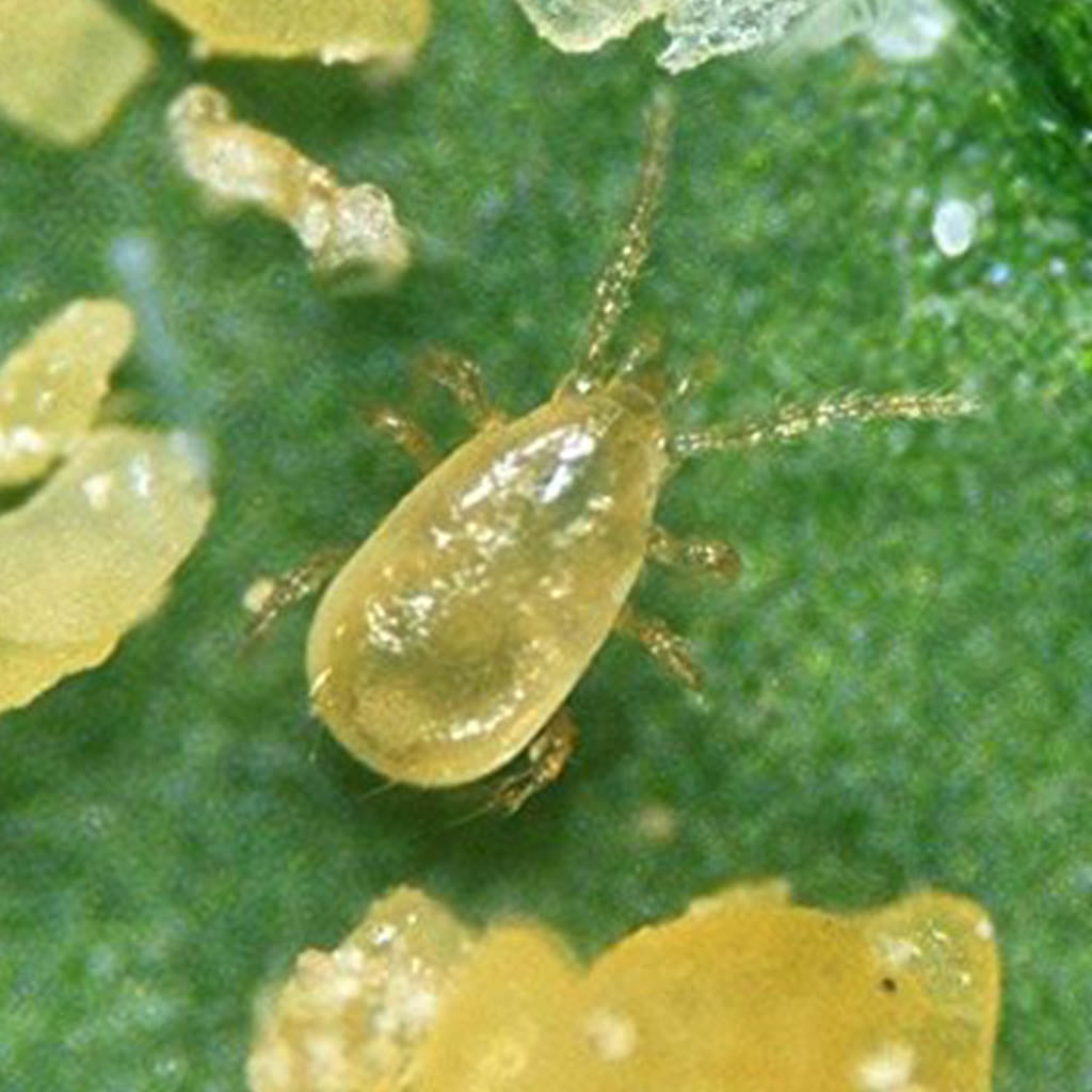GrowersHouse Amblyseius (Neoseiulus) cucumeris - Control - Thrips