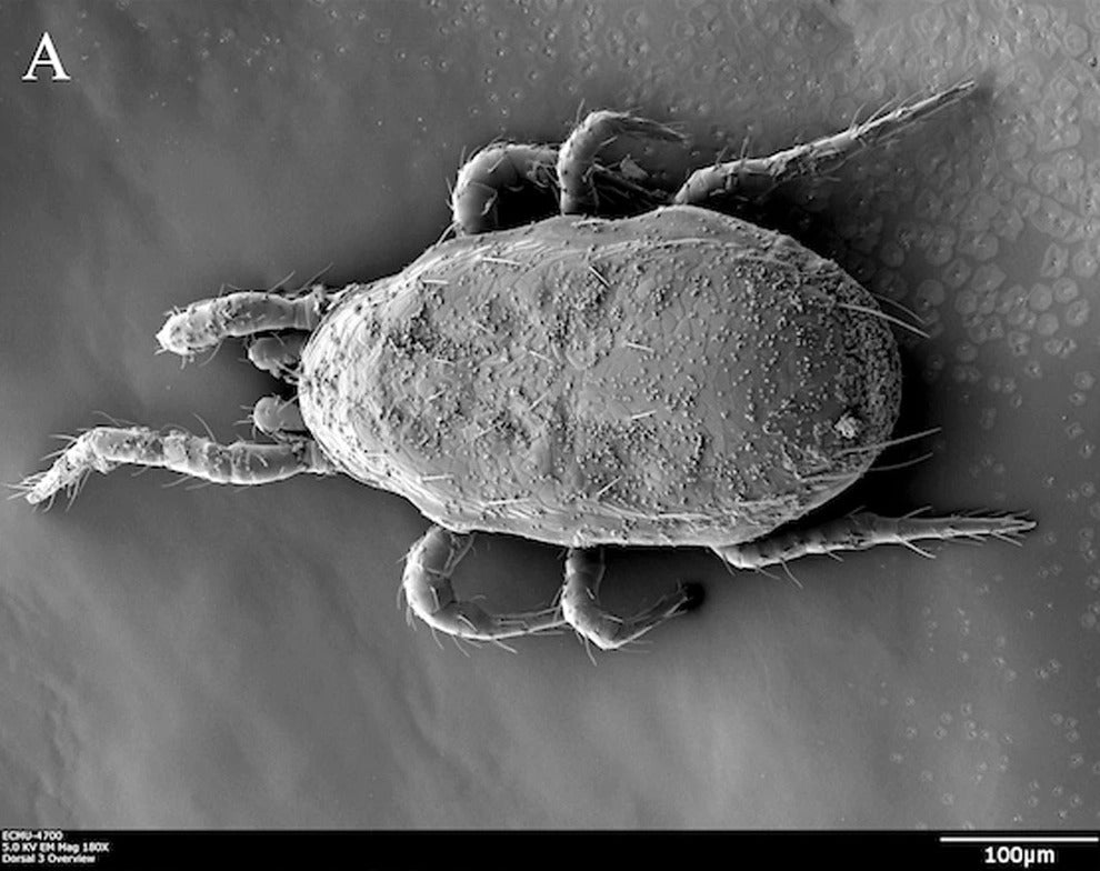 GrowersHouse Amblyseius (Neoseiulus) cucumeris - Control - Thrips