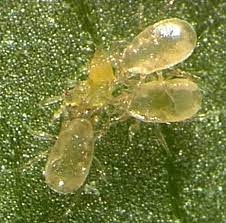 GrowersHouse Amblyseius (Neoseiulus) cucumeris - Control - Thrips