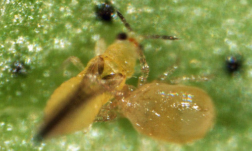 GrowersHouse Amblyseius swirskii - Beneficial Insects - Control - Whitefly, Thrips, Broad Mites