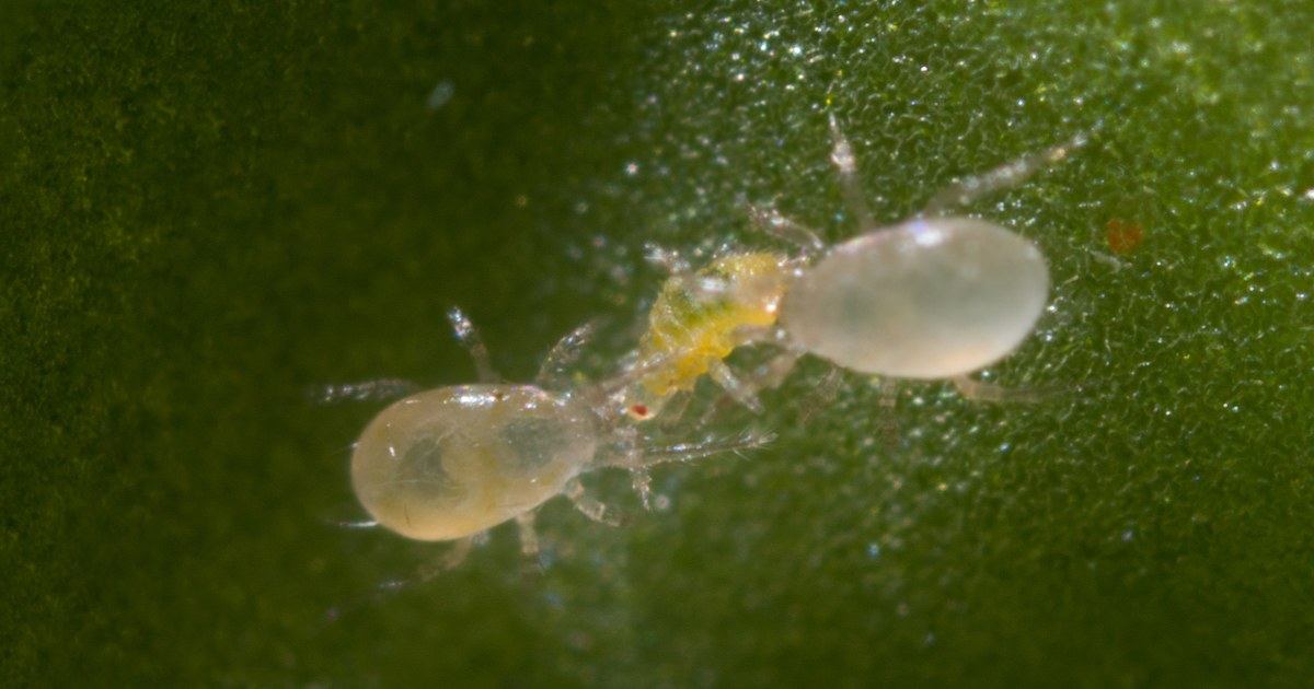 GrowersHouse Amblyseius swirskii - Beneficial Insects - Control - Whitefly, Thrips, Broad Mites