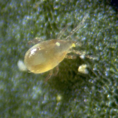 GrowersHouse Amblyseius (Neoseiulus) cucumeris - Control - Thrips