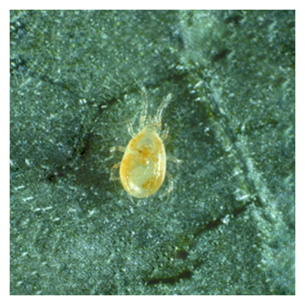 GrowersHouse Amblyseius (Neosiulus) californicus - Beneficial Insects - Control - Two Spotted Spider Mite, Broad Mite, Russet Mite