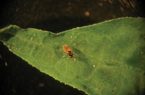 GrowersHouse Aphelinus abdominalis - Control - Aphid
