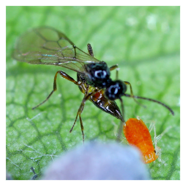 GrowersHouse Aphidius colemani/ervi - Control - Aphid