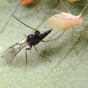 GrowersHouse Aphidius colemani/ervi - Control - Aphid