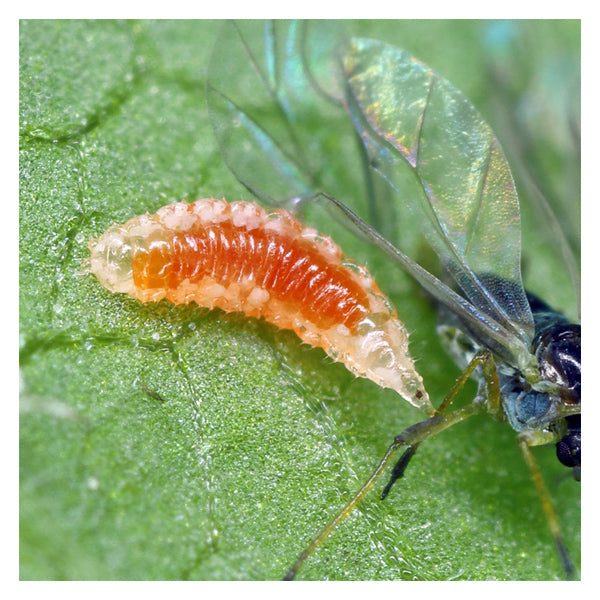 GrowersHouse Aphidoletes aphidimyza - Beneficial Insects - Control - Aphid